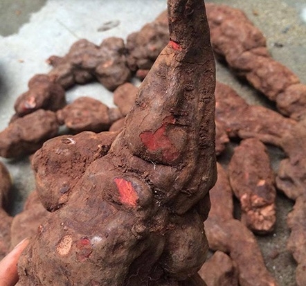 Hà Thủ Ô Đỏ: Công Dụng và Cách Sử Dụng Hiệu Quả