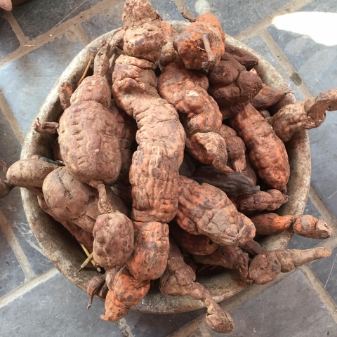 Củ hà thủ ô đỏ công dụng và cách dùng