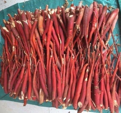 Sâm cau đỏ có công dụng gì - Cách sử dụng sâm cau đỏ