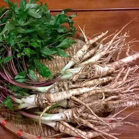 Tìm hiểu về củ sâm Đương Quy: Tác dụng và cách sử dụng