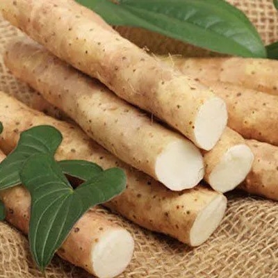 củ hoài sơn