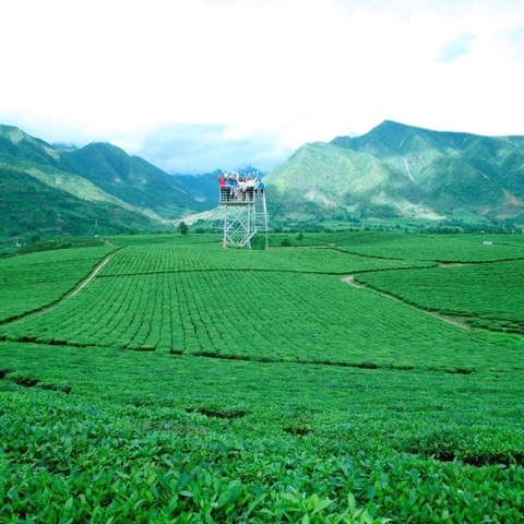 đồi chè lai châu