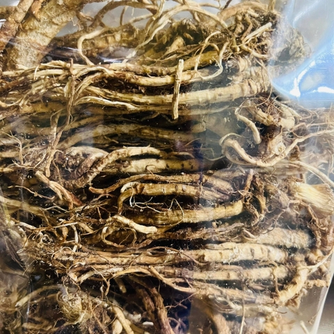 sâm đương quy ngâm rượu