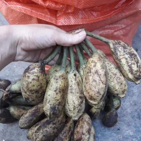 quả chuối hột rừng
