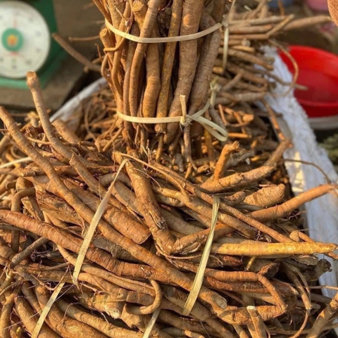 rễ hoàng kỳ nam