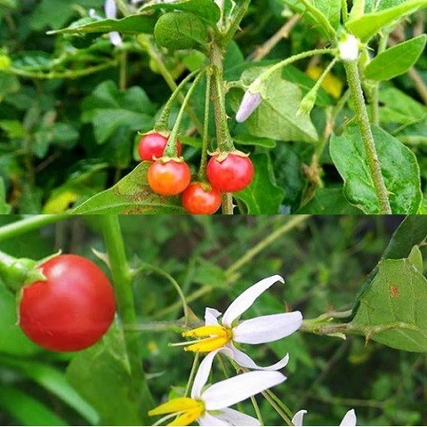 Cây cà gai leo khô - Công dụng của cà gai leo với bệnh gan Cửa hàng Tây Bắc