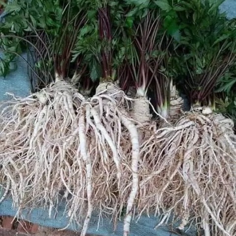 Bí mật đáng ngạc nhiên về tác dụng của đương quy với sức khỏe Bí mật đáng ngạc nhiên về tác dụng của đương quy với sức khỏe