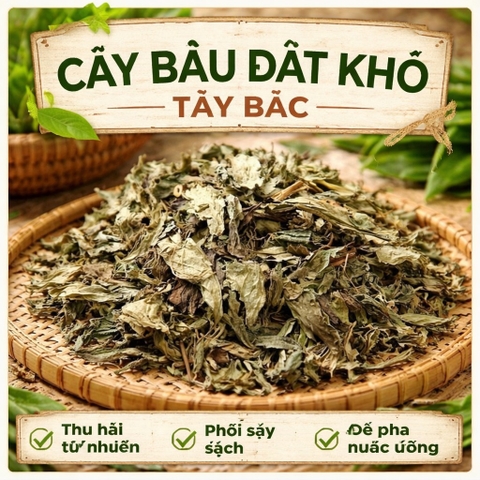 cây bầu đất