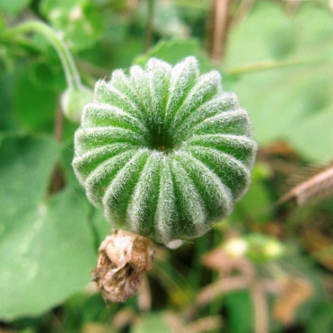 Cây cối xay khô