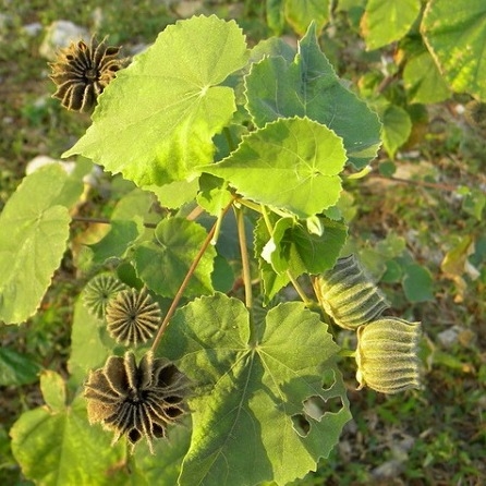 Cây cối xay khô