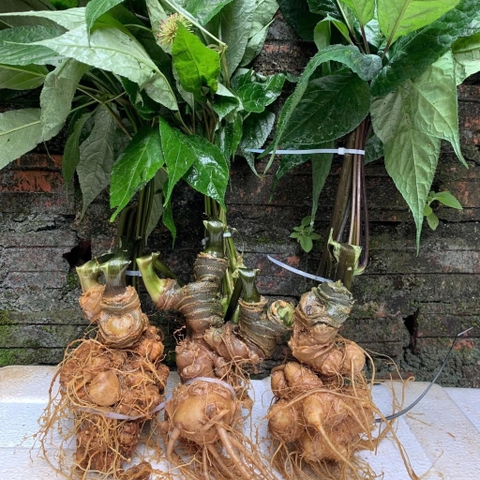 3 Dược Liệu Quý Tây Bắc Với Công Dụng Tuyệt Vời