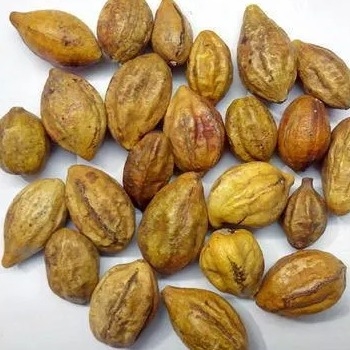 quả kha tử khô