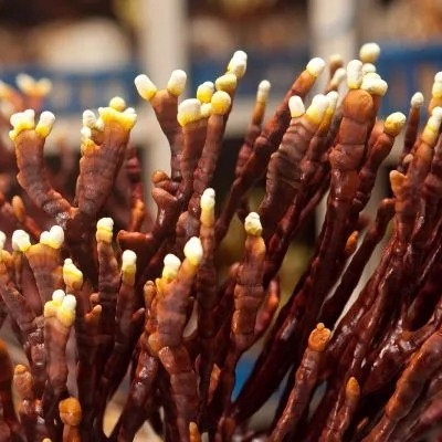 Nấm Linh Chi Sừng Hươu Tây Bắc