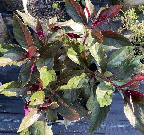 cây bầu đất tía