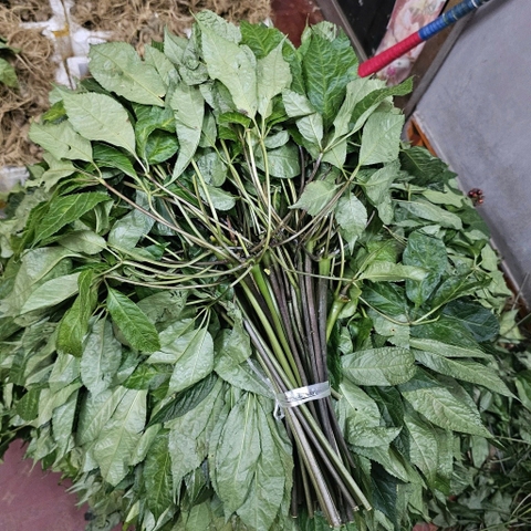 lá sâm lai châu tươi