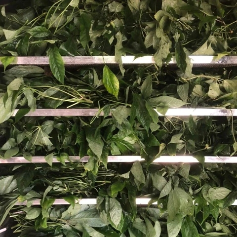 lá sâm lai châu đang sấy