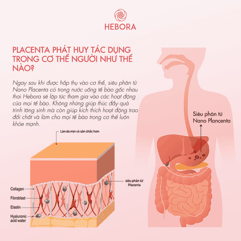 Nước Uống Tế Bào Gốc Nhau Thai Hebora Placenta Nhật Bản 500ml