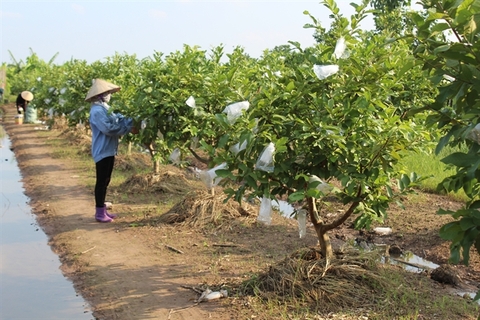 Mô hình trồng ổi lê Đài Loan cho năng suất, chất lượng cao.