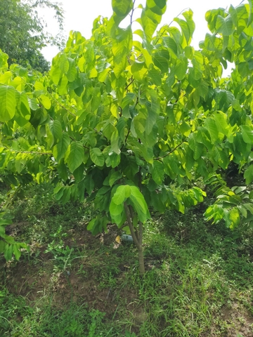 CÂY GIỐNG NA THÁI CHOAI