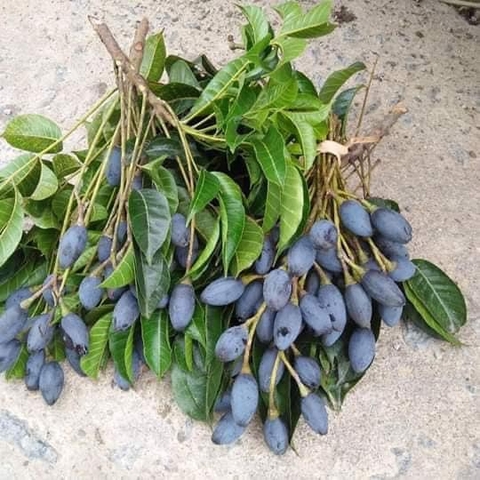 CÂY GIỐNG TRÁM ĐEN