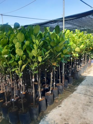 CÂY GIỐNG MÍT MALAYSIA CHOAI