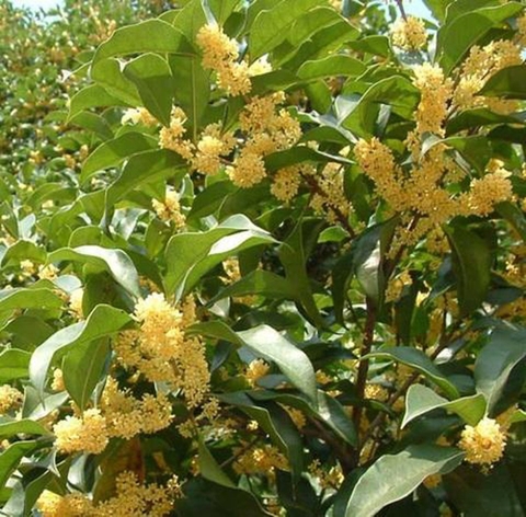 CÂY MỘC HƯƠNG TRƯỞNG THÀNH