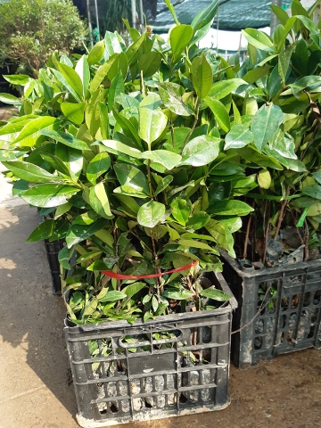 CÂY GIỐNG CHERY BRAZIL