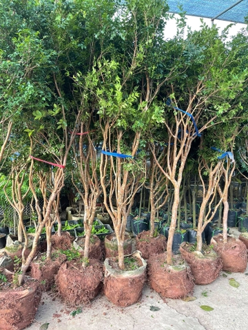 NHO THÂN GỖ TRƯỞNG THÀNH