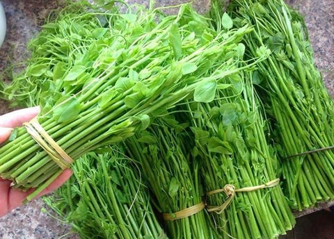 CÂY GIỐNG BÒ KHAI