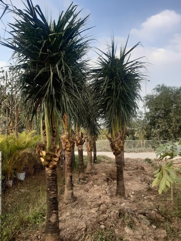 CÂY DỪA CÔNG TRÌNH