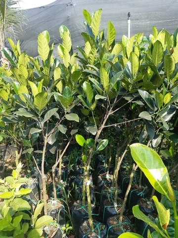 CÂY GIỐNG MÍT TỨ QUÝ CHOAI