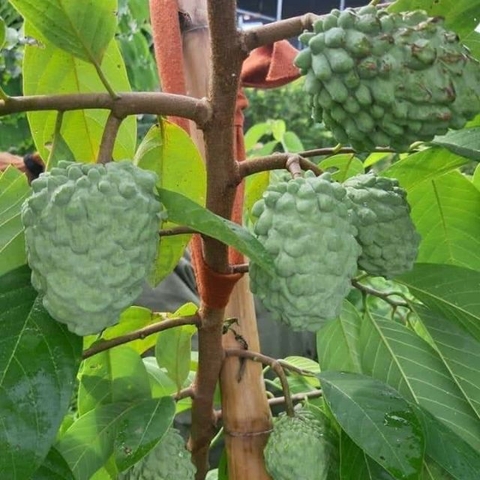 CÂY GIỐNG NA DỨA DÀI LOAN