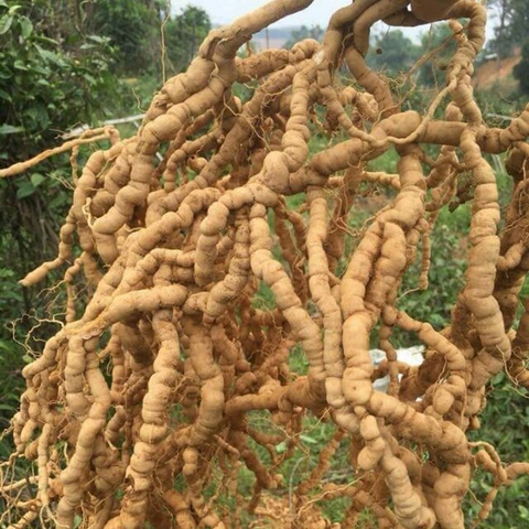 CÂY GIỐNG BA KÍCH TÍM