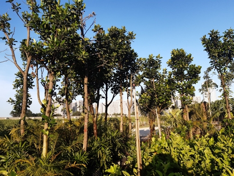 CÂY MÍT CÔNG TRÌNH