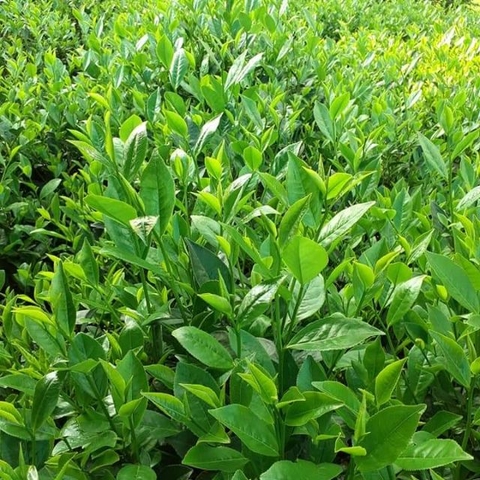 CÂY GIỐNG CHÈ XANH