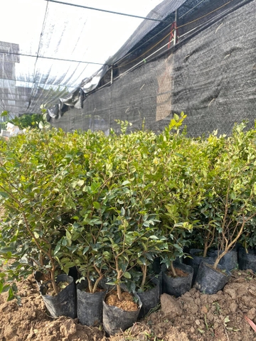 CÂY GIỐNG NHO THÂN GỖ