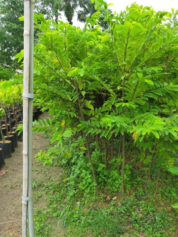 CÂY GIỐNG NA DAI CHOAI