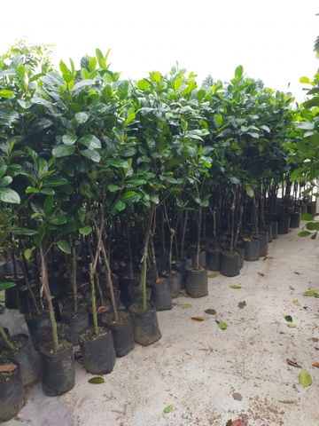 CÂY GIỐNG MÍT THÁI SIÊU SỚM CHOAI