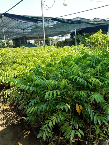 CÂY GIỐNG CÓC THÁI CHOAI