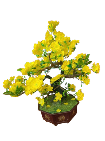 Tết-Chậu mai bonsai-NM