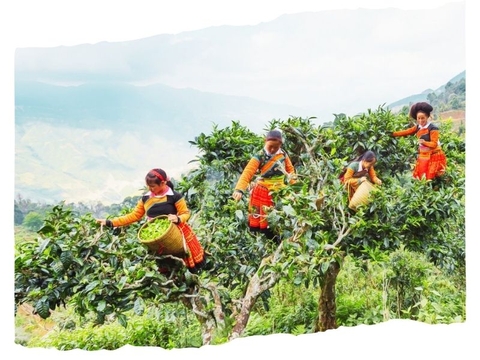 BÁNH BẠCH TRÀ MÂY 2019 TÀ XÙA 1 TÔM - 2 LÁ 300G BTR