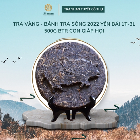 TRÀ VÀNG - BÁNH TRÀ SỐNG 2022 YÊN BÁI 1 TÔM - 3 LÁ 500G BTR CON GIÁP HỢI