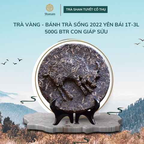 TRÀ VÀNG - BÁNH TRÀ SỐNG 2022 YÊN BÁI 1 TÔM - 3 LÁ 500G BTR CON GIÁP SỬU