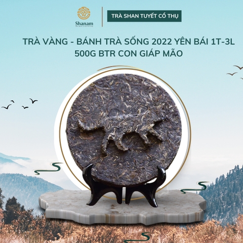 TRÀ VÀNG - BÁNH TRÀ SỐNG 2022 YÊN BÁI 1 TÔM - 3 LÁ 500G BTR CON GIÁP MÃO