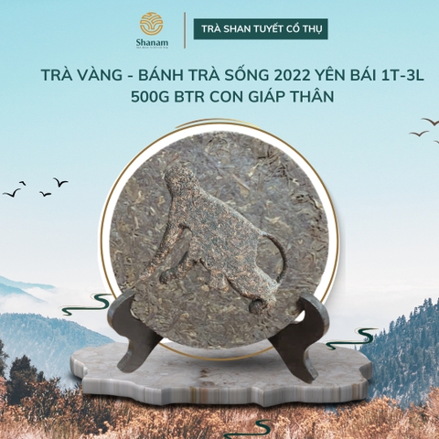 TRÀ VÀNG - BÁNH TRÀ SỐNG 2022 YÊN BÁI 1 TÔM - 3 LÁ 500G BTR CON GIÁP THÂN