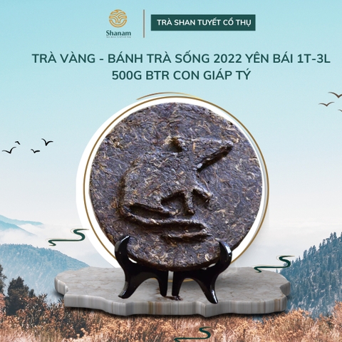 TRÀ VÀNG - BÁNH TRÀ SỐNG 2022 YÊN BÁI 1 TÔM - 3 LÁ 500G BTR CON GIÁP TÝ