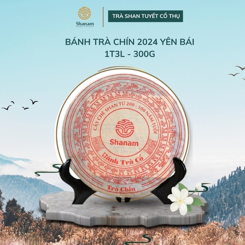 TRÀ VÀNG - BÁNH TRÀ CHÍN 2024 YÊN BÁI 1 TÔM - 3 LÁ 300G BTR
