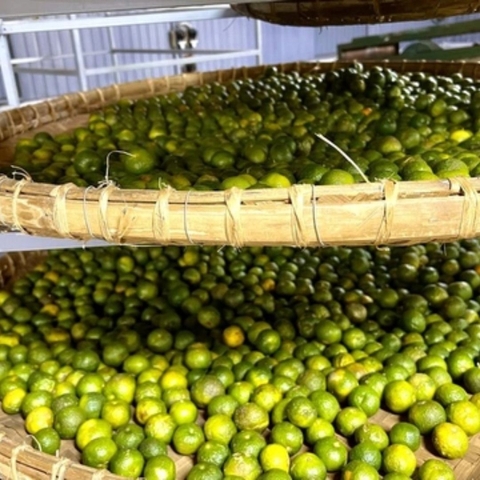 CHUM TRÀ QUÝT CỔ 200G NĂM 2025