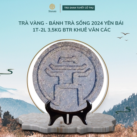 TRÀ VÀNG - BÁNH TRÀ SỐNG 2024 YÊN BÁI 1 TÔM -2 LÁ 3,5KG BTR KHUÊ VÂN CÁC