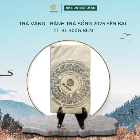 TRÀ VÀNG - BÁNH TRÀ SỐNG 2025 YÊN BÁI 1 TÔM -3 LÁ 300G BCN